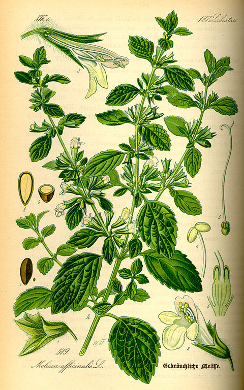 Ilustração botânica da planta Melissa officinalis (Melissa)