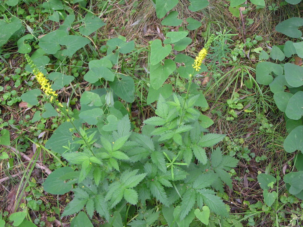 Planta Agrimonia eupatoria