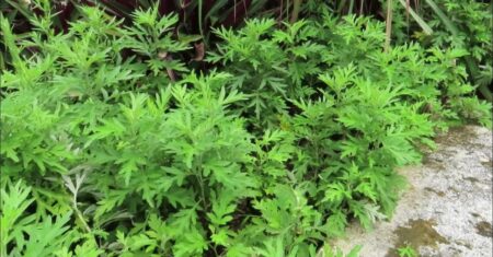 Artemísia (Artemisia vulgaris)
