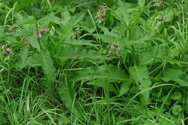 Planta de Confrei (Symphytum officinale)