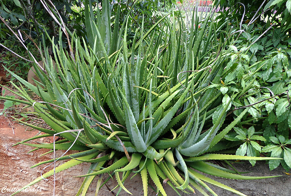 Aloe vera (Babosa)