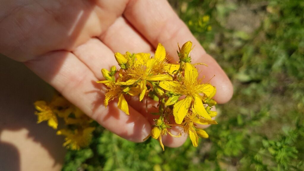 Flor de Hypericum perforatum (erva de são joão)