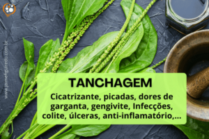 Tanchagem (Plantago major)