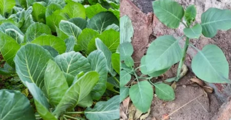 Tragédia da ‘Falsa Couve’: 5 Regras de Ouro para Usar Plantas Medicinais com Segurança