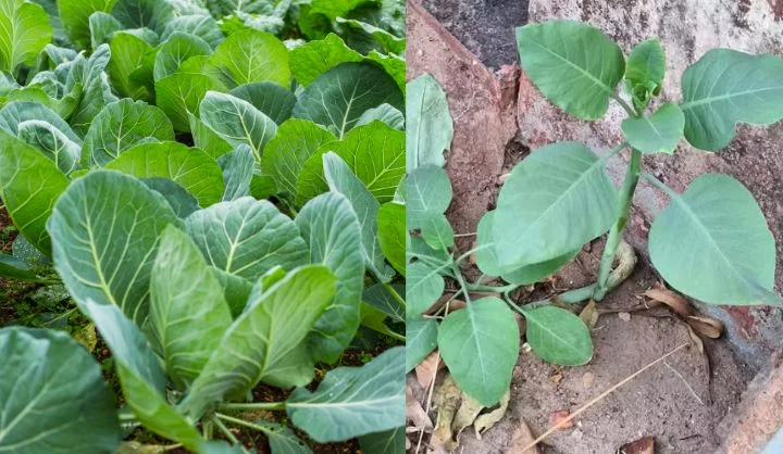 Tragédia da ‘Falsa Couve’: 5 Regras de Ouro para Usar Plantas Medicinais com Segurança