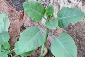 Falsa couve (Nicotiana glauca)